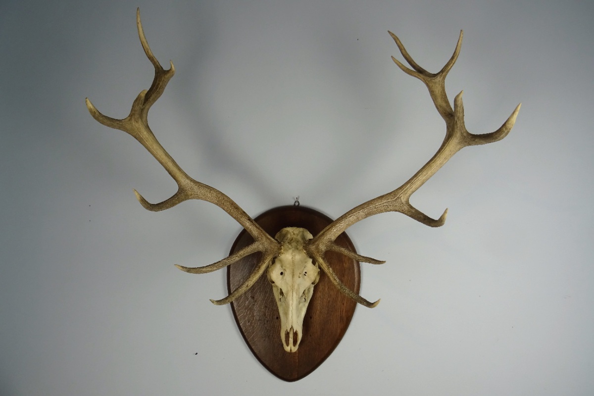 Vintage Large Set of Stag Antlers (6).JPG